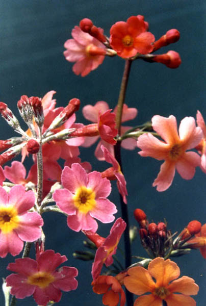 Primula aurantiaca 'candy pink' en fleurs dans un sous-bois humide